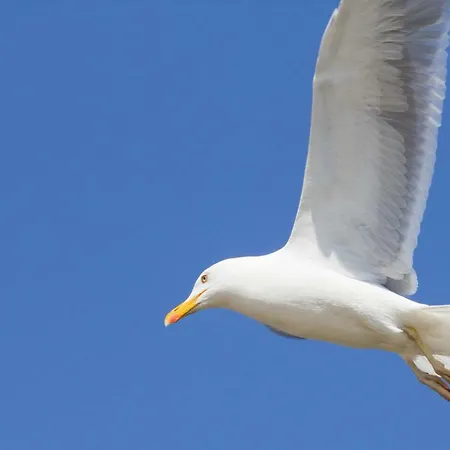 Jantar Drzymaly شقة *