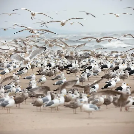 Jantar Drzymaly Апартаменты Колобжег