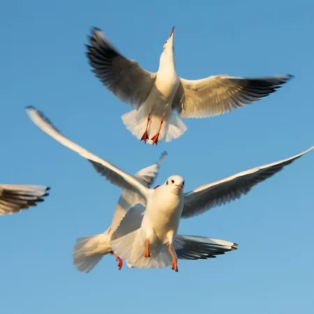 Jantar Drzymaly * Колобжег