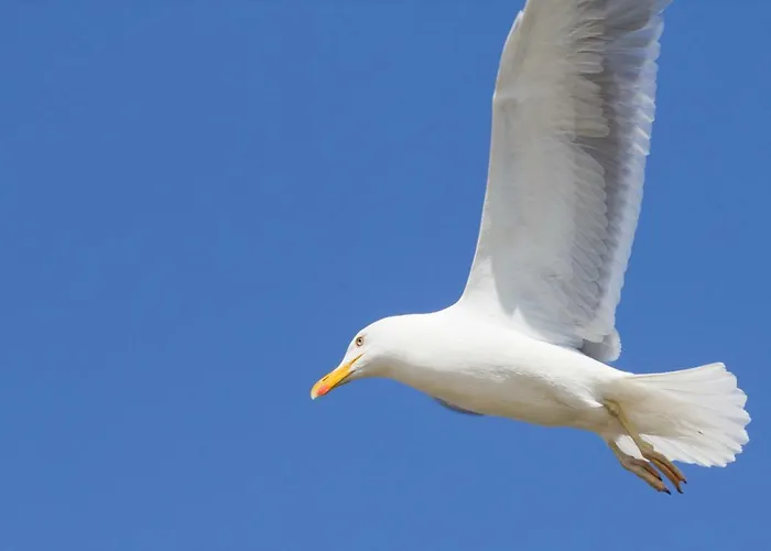 Jantar Drzymaly 公寓 *