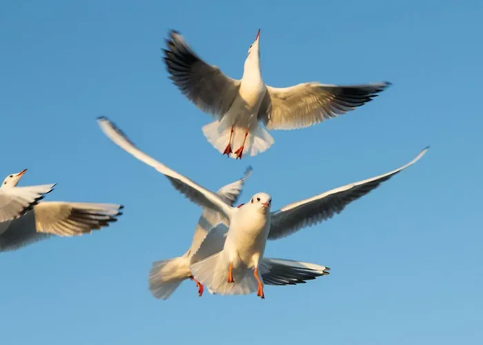 Jantar Drzymaly * 科沃布热格